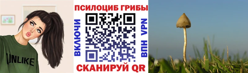 купить наркотики сайты  Ужур  Галлюциногенные грибы Psilocybine cubensis 